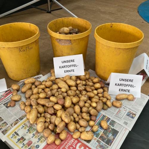 Kartoffelernte